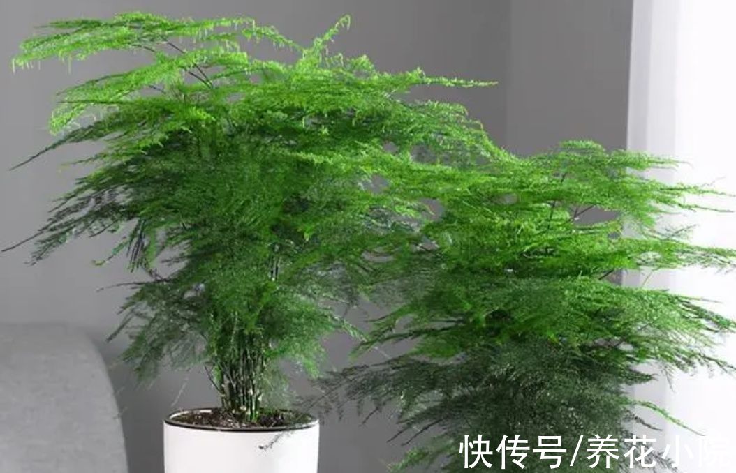 6种花怕晒太阳,别放阳台养,不然容易黄叶枯萎,难养好