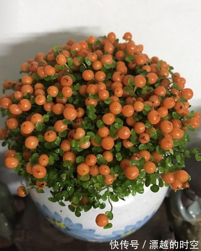 洗衣粉|养花的朋友可以收藏，真诚分享日常养花使用小窍门