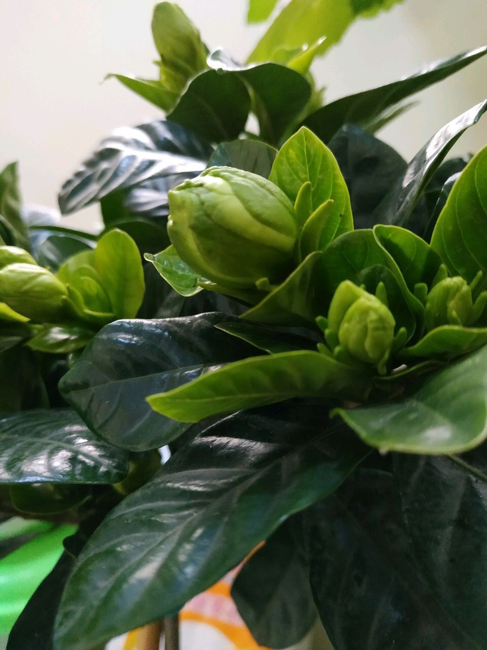 种花|天气凉了,1种花“记得”别买,养1周就耷拉、养30天“光杆”