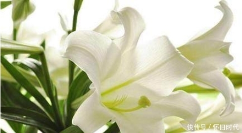 皮肤|女性常吃三种食物,美容又养颜,让你40岁的年龄30岁的皮肤!