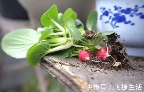 萝卜|从日本引进的“萝卜”长相似樱桃,一口一个,你吃过吗