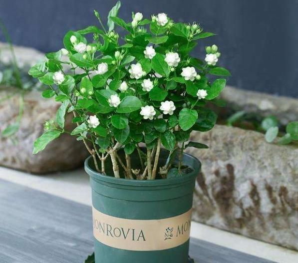 现在买年宵花有讲究,5种花再喜欢也别买,都是商家的智商税