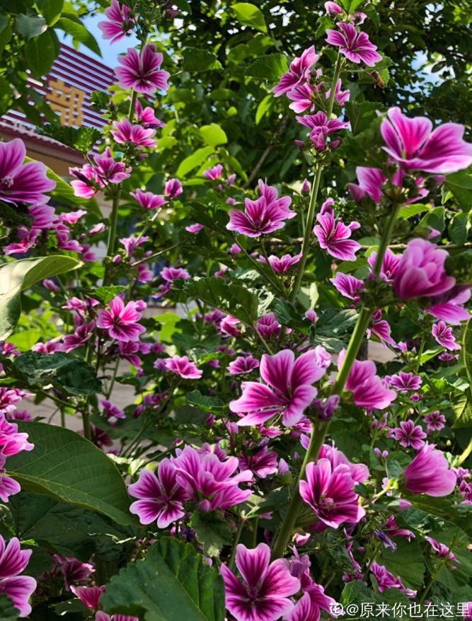 花朵|路边的花都开了，一个比一个美，教你辨认常见的花！