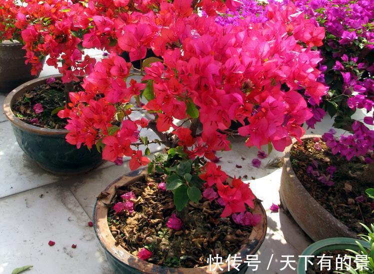 分化|盆栽三角梅该怎么催花?谨记2点,轻松达到目的