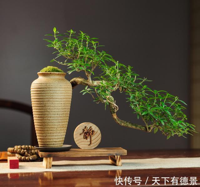 树桩盆景树干的表面造型及方法