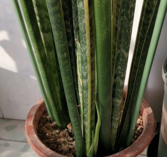 植株|净化空气的“2种花”,春节养“2盆”,40天后株型美,绿油油!