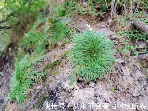 上山见到这一植物,不要轻易采挖,保护住它!