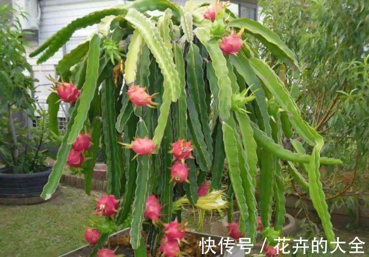 养护|火龙果育苗养护方法，学会了，每一盆都能开花结果