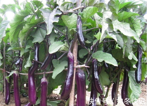 酸梅|32岁女子患癌,母亲经常给她吃这几物,复查时癌细胞少了一半