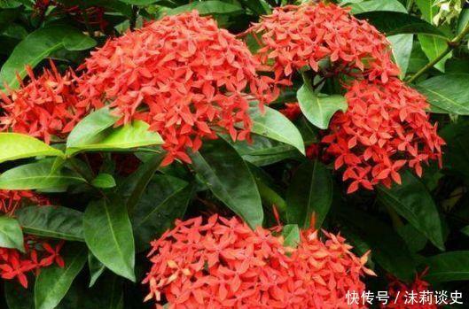 花园|几种花花大色艳媲美玫瑰,全年循环开花,轻松打造小花园