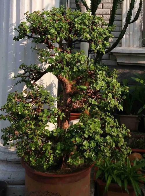 金枝玉叶|养金枝玉叶,做到4点,长成粗壮老桩,漂亮又精致