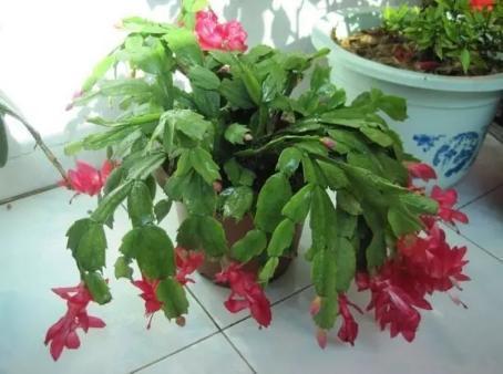 什么蚯蚓粪、柳枝水都不如“万能肥”,啥花都能养,1-2勺就管事