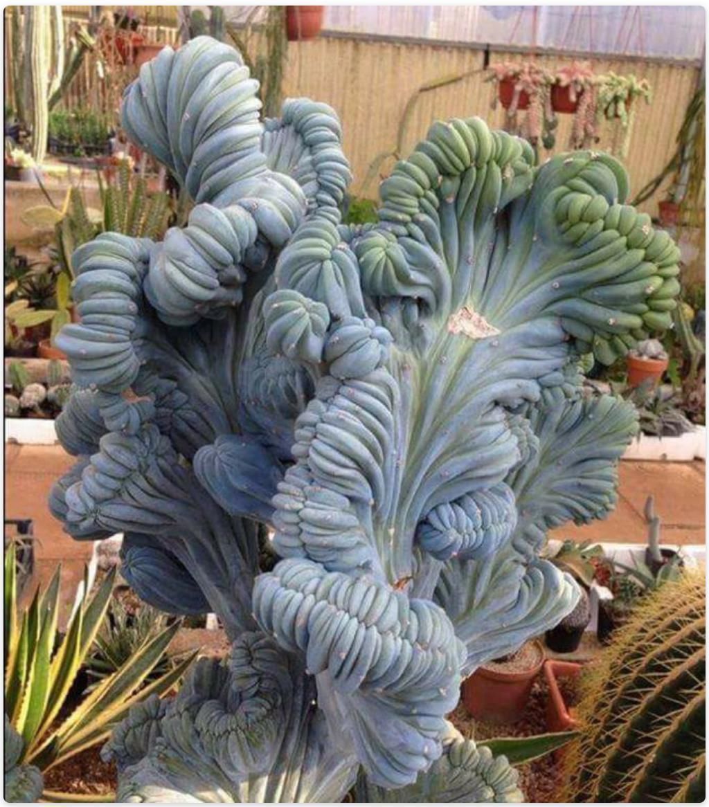 美丽的多肉植物美丽多彩的就像是来自另一个星球的产物