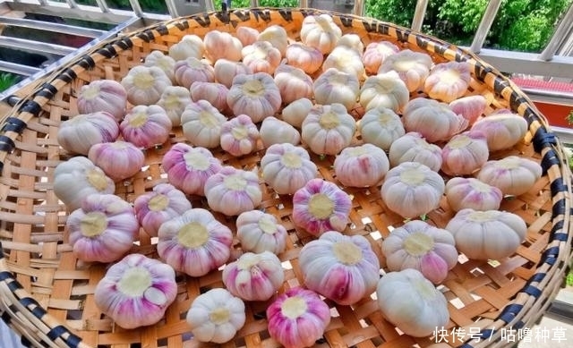 不再|学会这一小技巧,腌糖蒜不再难,不咸入味,色泽好看也耐存放