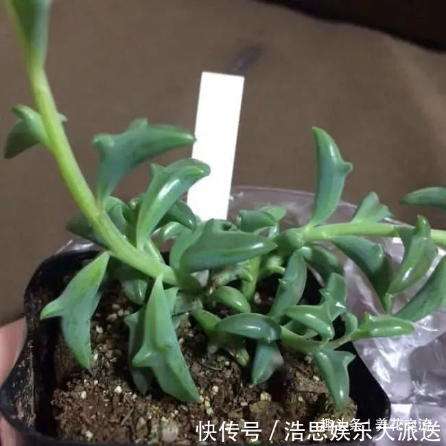 盆栽|10种长相很怪异的盆栽植物，都很适合养在花盆里