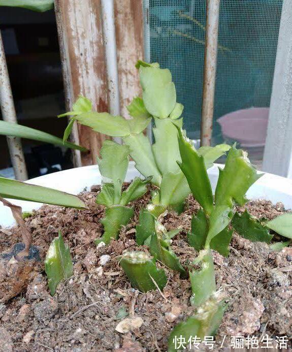 河沙|秋季蟹爪兰根茎腐烂开花少教你“2法”,蟹爪兰一年最少开花3次