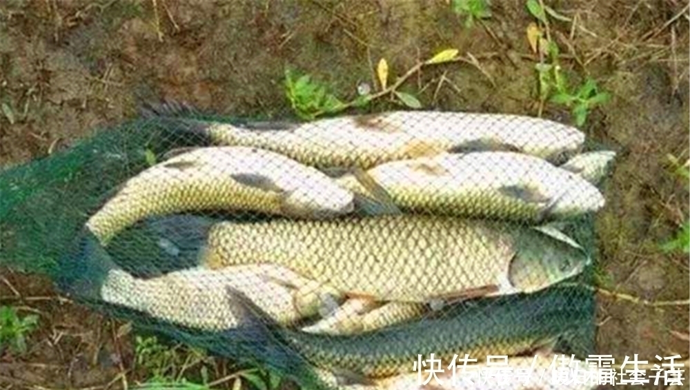 打窝聚鱼不能慢人一步,这样打窝发窝快速,上鱼快人一步!