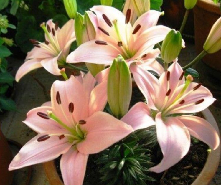 春天就养这“5种花”,丢盆里猛长,开花多又美,一整年开花!