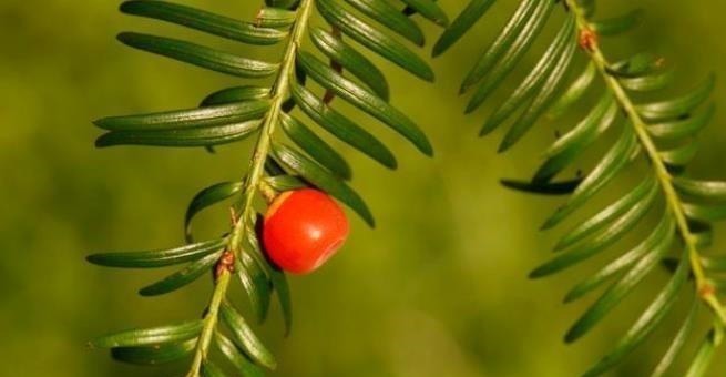 4种整株都有香味的树,家里养一棵,不生虫,还能四季飘香