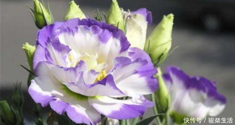 旺财|4种花养家里,好打理,易爆盆,花开不断,还能旺财