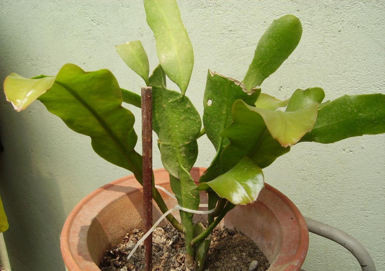 浇灌|这6种常见药,人吃不完就拿来养花,操作简单,效果好