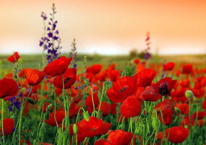 此花是项羽和虞姬的爱,是相守永远的见证,就像是起舞的美人