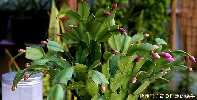 光照|蟹爪兰迎来花期,养护避免“4个动作”,花苞一个不落,越开越美