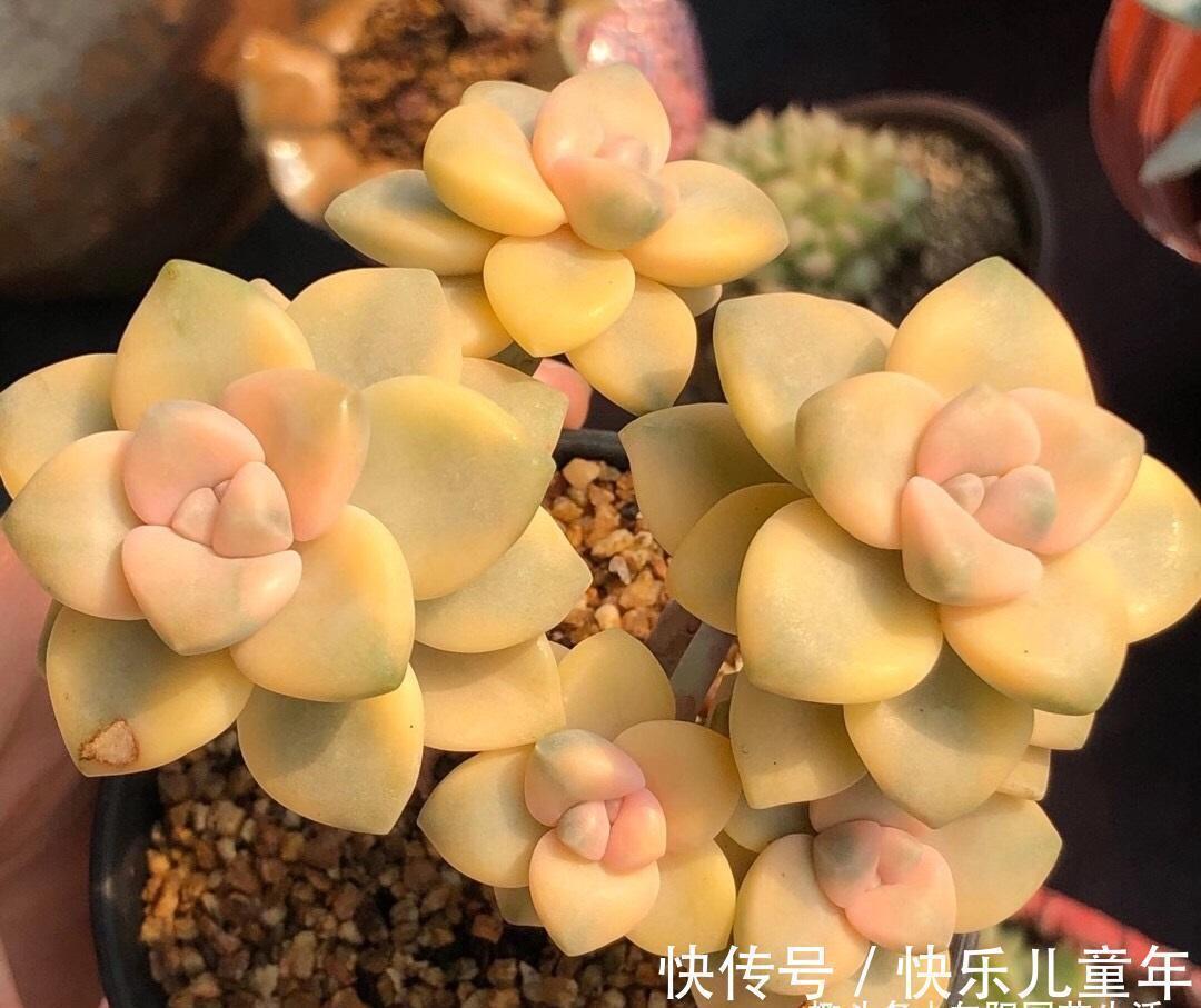 炭土|金黄色的美杏锦,1棵才要5块钱,买之前想好了,小心掉叶子