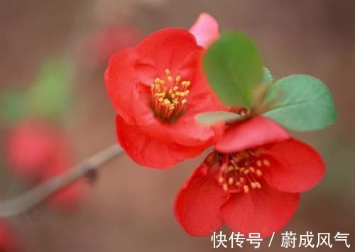 耧斗菜|3种花很好养,花大色艳花期长,懒人也能养爆盆,越养越上瘾