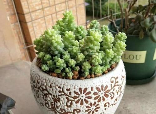  叶子|多肉玉缀怎么养？掌握“4点”，一簇簇的叶子将长得又密又粉嫩