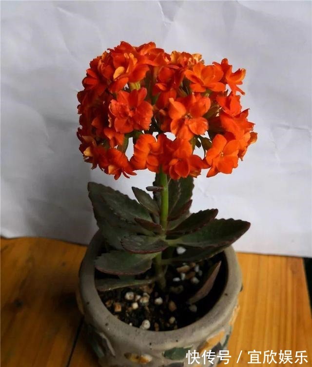 大苗|长寿花“花败”赶紧剪一刀,剪得对开得多,保证养分再开一茬