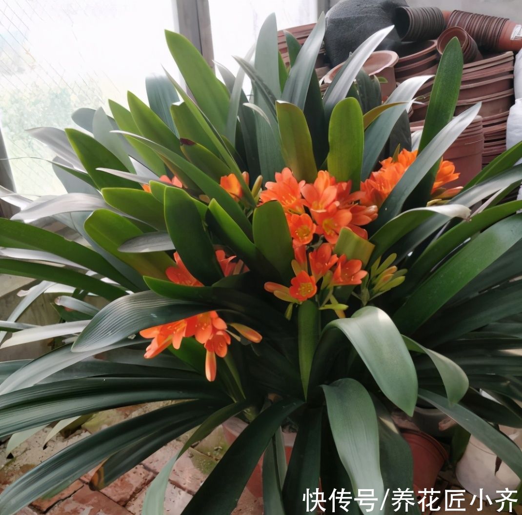 君子兰要“喂饱”，做好“三足”，植株强健才能安全度夏