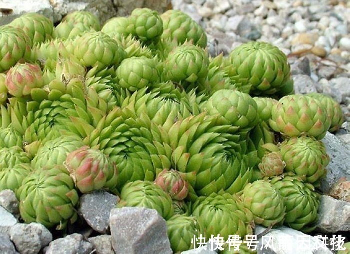 盆栽|丢在石缝中也能生长的多肉盆栽,大半年不管还爆盆,美极