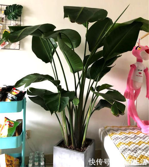 光照|此4种“花卉”耐阴好养，吉祥又漂亮，家里养1盆，四季都能赏