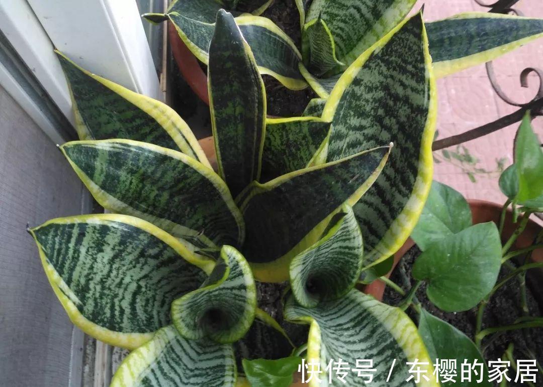 换盆时机到了，有这花赶紧换，换完立马疯长！