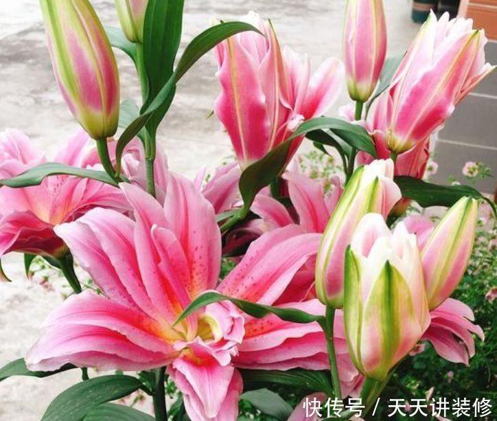 阳台养护此几款花卉,对待新手很友好,花香四溢飘满屋