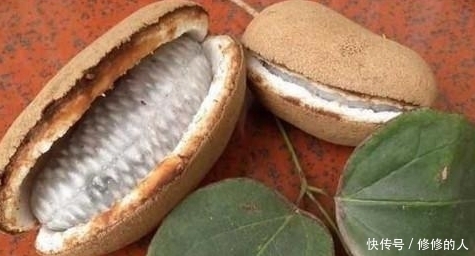 果子|深山里藏着的这野果子,你吃过没?城里人可是想吃都不一定吃得到