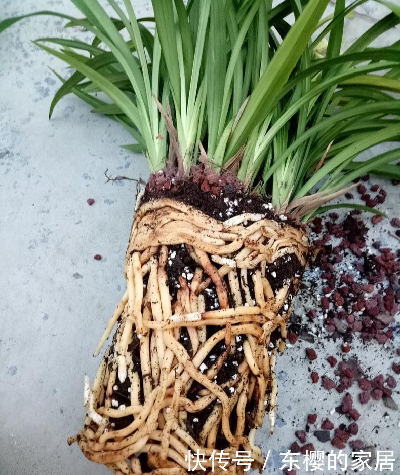 水肥|养兰先养根用这免费料养出粗壮大白根,兰花开花多又香