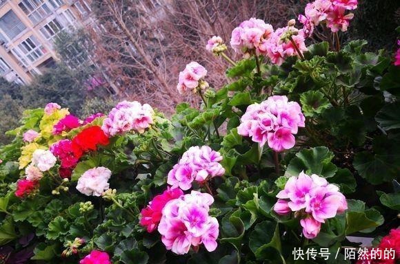 阳台养上6种花,再不担心没花赏,开花一茬接一茬,花朵鲜艳!