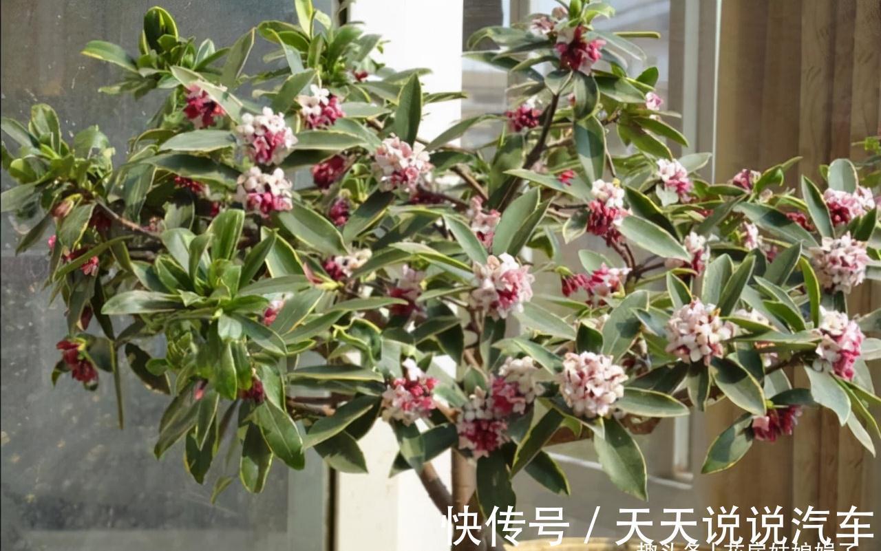 11种花不能被雨淋,就算秋冬季节也不行,再不往回搬,后悔就晚了