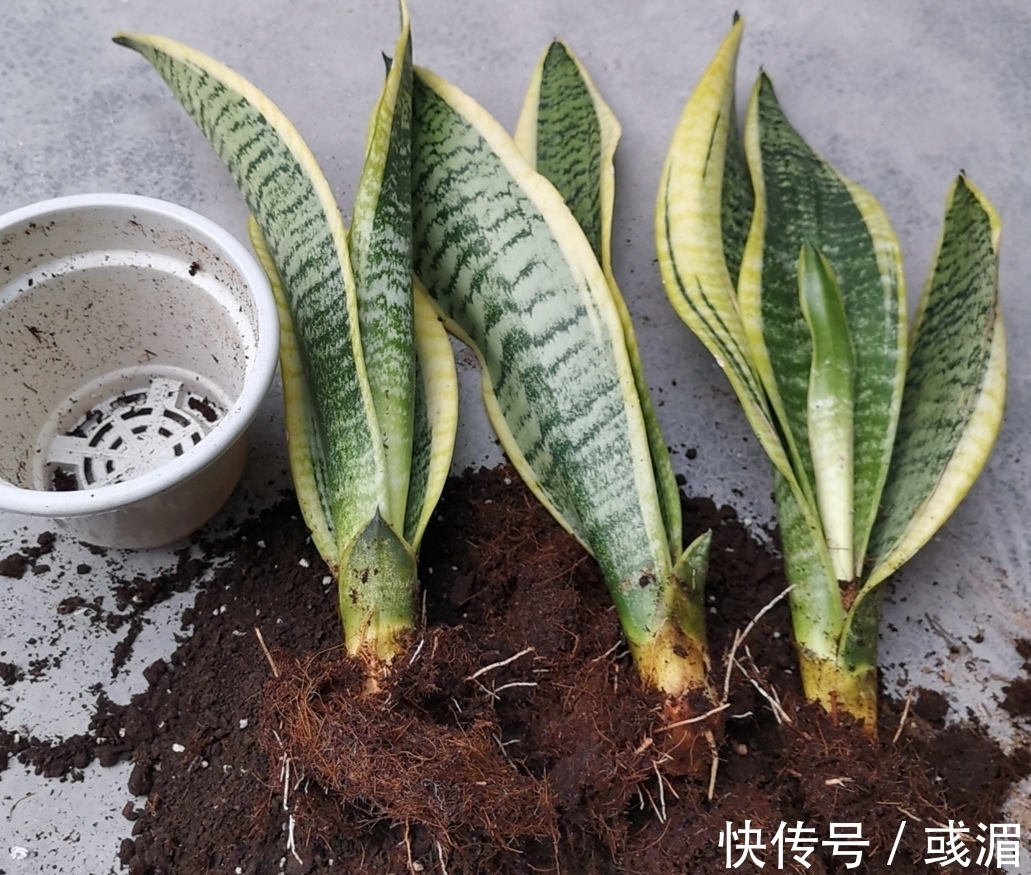 虎皮兰漂亮又好养,只要记住几个养护要点,长得旺盛,叶子亮丽