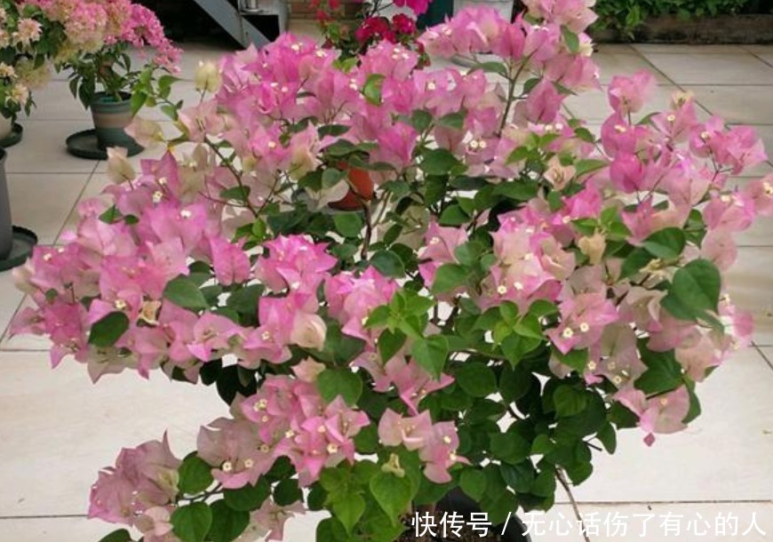 养花就养“5种花”,不仅能净化空气,最关键还旺财又镇宅!