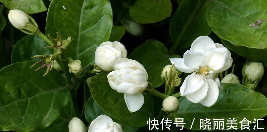网购茉莉容易枯萎,这些你还不了解,学会植株健康生长旺盛