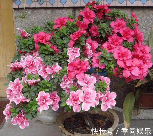 此养花“利器”根本不花钱，路边抓3把，扔进花盆就疯长，猛开花