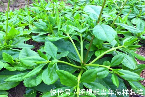 长寿|人到中年想长寿，推荐吃三种食物，排毒瘦身，增强抵抗力