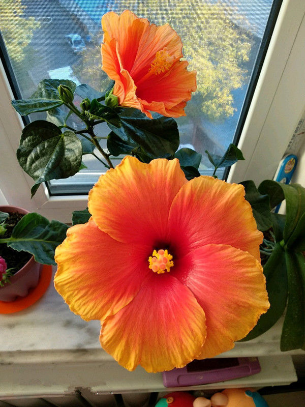 养花就养个花期长的，花大色艳，清新脱俗，懒人最爱