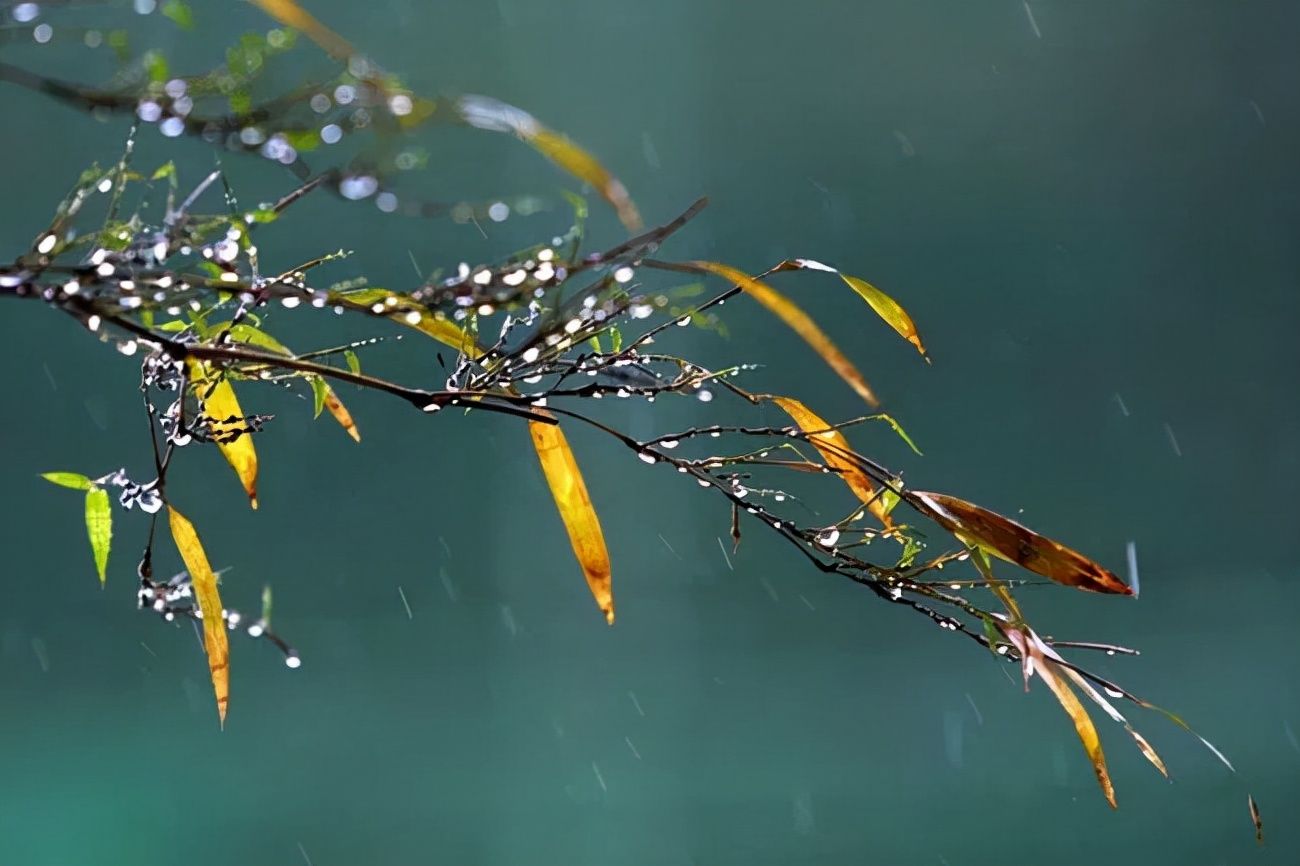 寒凉|秋雨，滴落在季节深处