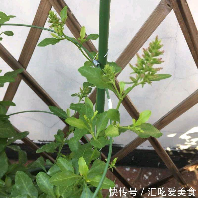 蓝雪花可以在室外过冬吗？做好“两步”，来年春天长势快花开爆