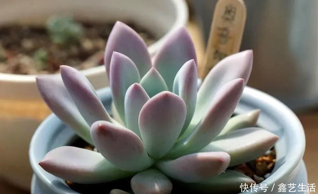 多肉植物|夏天多肉“防腐”有妙招!做好这三件事,不烂不腐不化水,超实用!