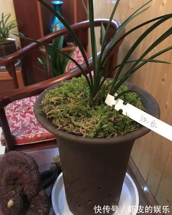 牡丹花|元旦前,“七种花”赶紧搬到阳台上冻一冻,生长茂盛,花苞呼呼冒